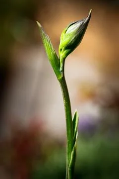 Hosta Flower Bud Stock Photos