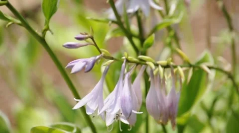 Hosta Flower Stock Footage 7340220