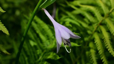 Hosta flower Stock Footage 116021724