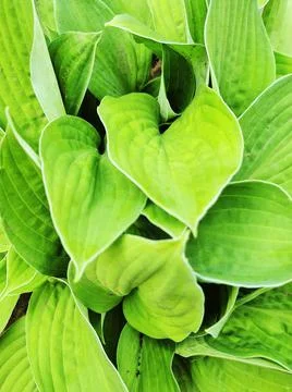 Hosta flower Foto stock