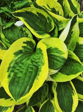 Hosta flower Foto stock