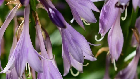 Hosta flowers backlit Stock Footage 116021725
