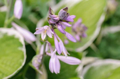Hosta flowers with the drops of dew Stock Photos