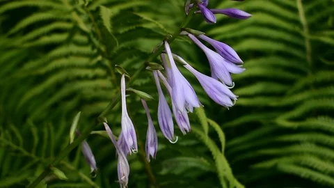 Hosta flowers Stock Footage 116021756