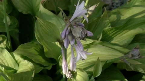 Hosta flowers in the garden Stock Footage 51984492