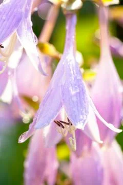 Hosta flowers Stock Photos