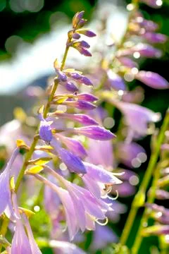 Hosta flowers Stock Photos
