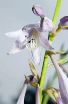 Hosta flowers Foto stock