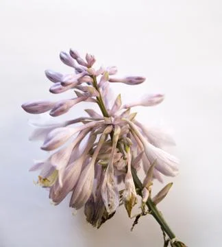 Hosta flowers Stock Photos