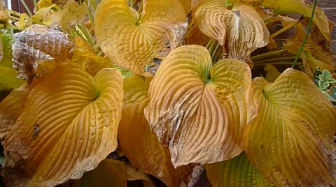 Hosta Foliage in Autumn Video stock 1032006