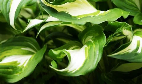 Hosta (funkia) Stock-Fotos