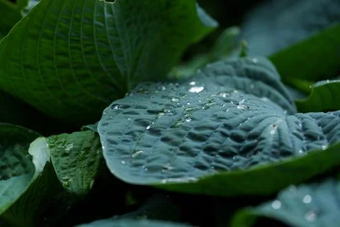 Hosta Funkia 스톡 사진