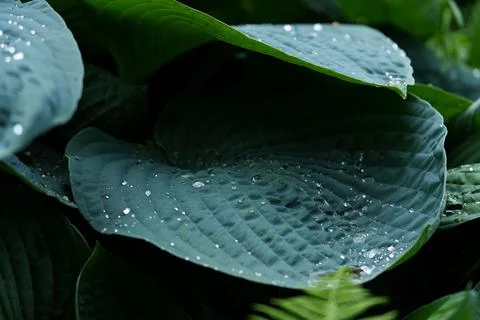 Hosta Funkia Fotos Stock