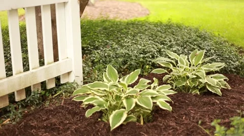 Hosta in garden with fence Stock Footage 64014238