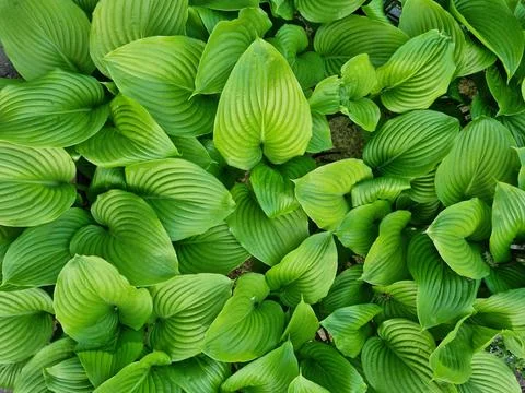 Hosta In The Garden Outdoors Stock Photos