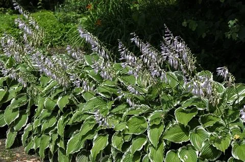 Hosta in a garden Stock Photos