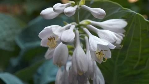 Hosta - genus of plants also known as plantain lilies. Beautiful white flower Video stock 319445168