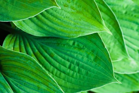 Hosta green leaves pattern. Natural background Stock Photos