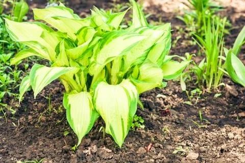 Hosta with green leaves texture background, plants in a garden. 스톡 사진