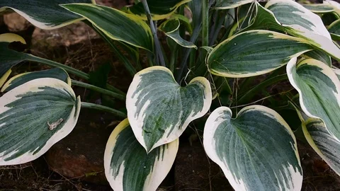 Hosta, green leaves with a white border Stock Footage 116885928