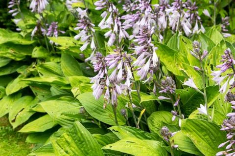 Hosta (Hosta). Group of flowering plants on the background of a brick wall ga Stock Photos