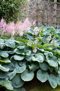 Hosta (Hosta). Group of flowering plants on the background of a brick wall ga Stock Photos