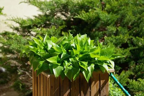 Hosta lanceolata, narrow-leaved grows in a wooden container Stock Photos