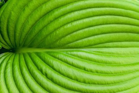 Hosta leaf close-up. Hosta - an ornamental plant for landscaping garden. Stock Photos