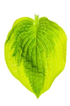 Hosta leaf isolated on white Stock Photos
