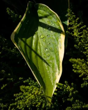 Hosta leaf in sunlight after the rain Stock Photos