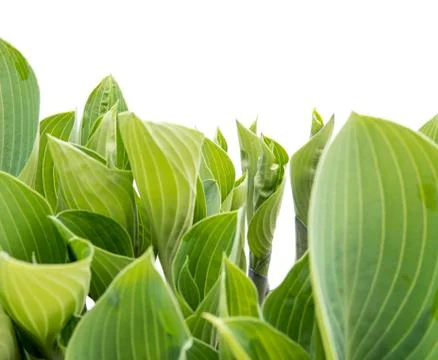 Hosta leafs over white Stock-Fotos