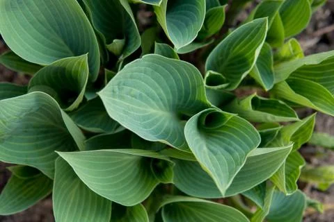 Hosta leafs Stock Photos