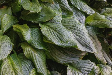 Hosta leaves after rain Stock-Fotos