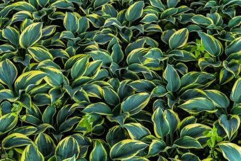 Hosta leaves background Stock Photos
