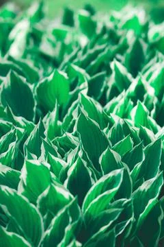 Hosta leaves close up Stock Photos