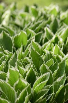 Hosta leaves close up Stock Photos