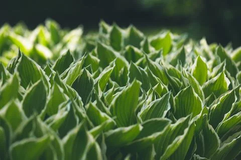 Hosta leaves close up Stock Photos