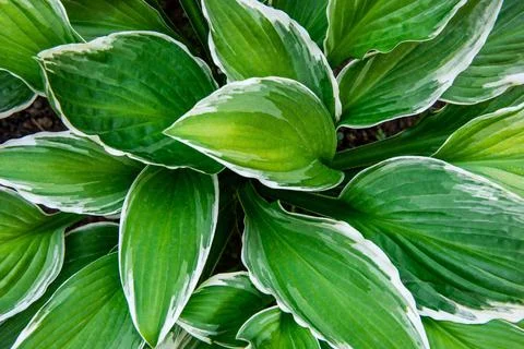 Hosta leaves floral pattern background. Lush green hosta foliage top view. Stock Photos