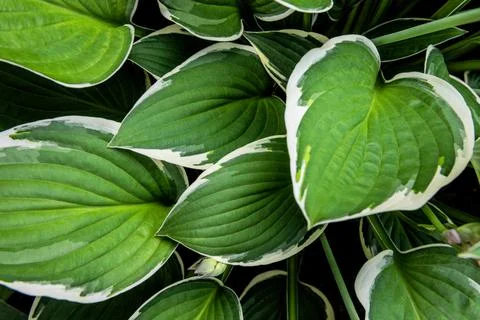 Hosta leaves floral pattern background. Lush green hosta foliage top view. Stock Photos