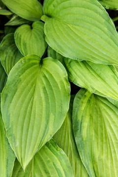 Hosta leaves floral pattern background. Lush green hosta foliage top view. Stock Photos