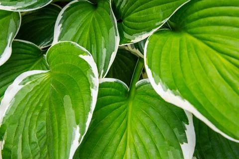 Hosta leaves floral pattern background. Lush green hosta foliage top view. Stock Photos