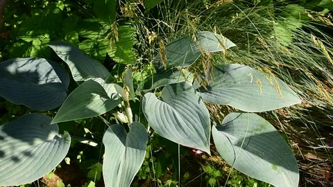 Hostа  leaves Stock Footage 116022700