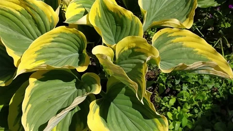 Hosta leaves moving in the wind. Stock Footage 156416087