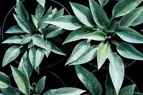 Hosta leaves pattern background. Bushes of the Hosta plant in pots for transp Stock Photos
