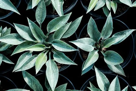 Hosta leaves pattern background. Bushes of the Hosta plant in pots for transp Stock Photos