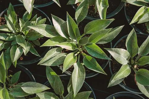 Hosta leaves pattern background. Bushes of the Hosta plant in pots for transp Stock Photos
