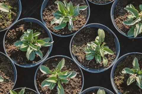Hosta leaves pattern background. Bushes of the Hosta plant in pots for transp Stock Photos