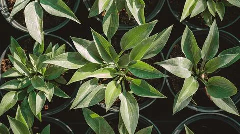 Hosta leaves pattern background. Bushes of the Hosta plant in pots for transp Stock Photos