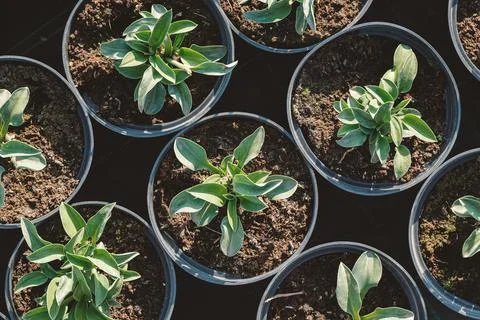Hosta leaves pattern background. Bushes of the Hosta plant in pots for transp Stock Photos