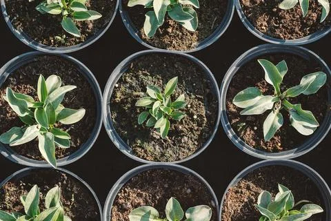 Hosta leaves pattern background. Bushes of the Hosta plant in pots for transp Stock Photos